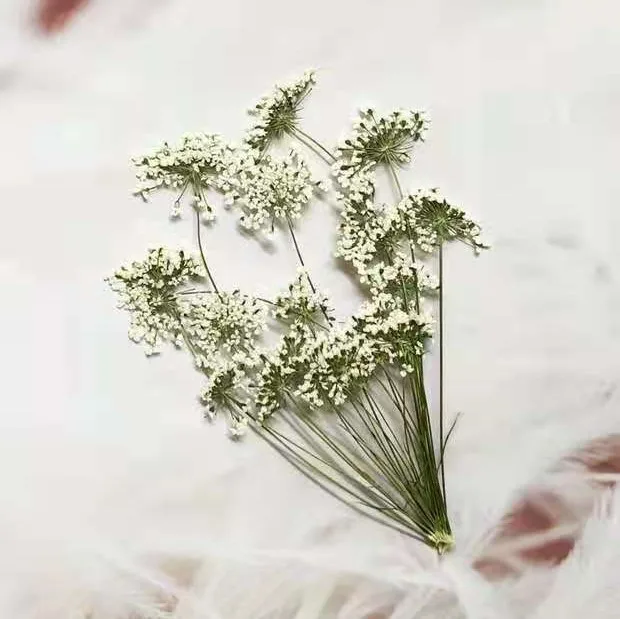 5-7cm/12pcs,Snow Tiny Flowers  - Craft Embellishments avaliação e preço